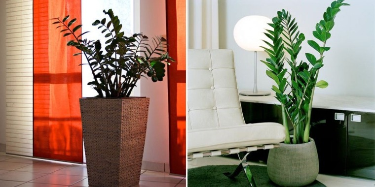 plantas para decorar interiores modernos