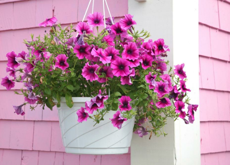 terrazas decoradas con plantas para el verano terrazas decoradas con plantas verano