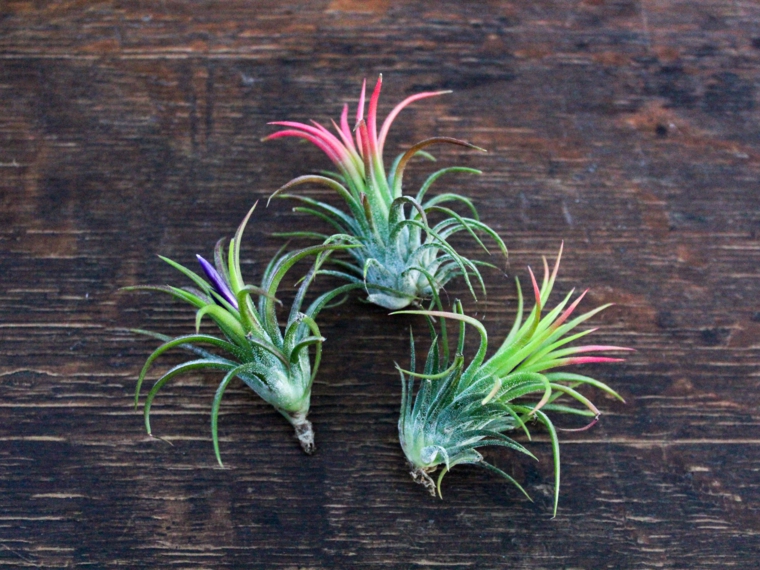 Plantas de aire - tipos e ideas de decoración