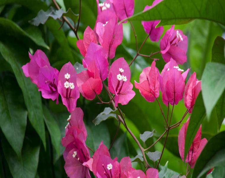 bougainvillea arbusto flor rosa