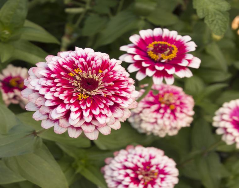 zinnia color rosa blanco claro
