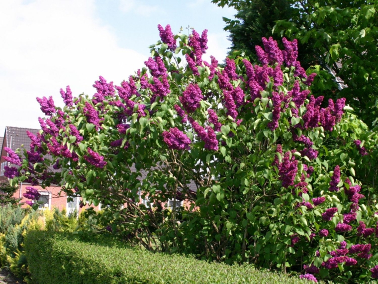 árboles de jardín morados