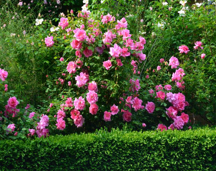 bonitas rosas silvestres arbusto