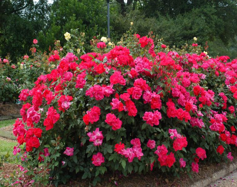 bonito arbusto de color rosas