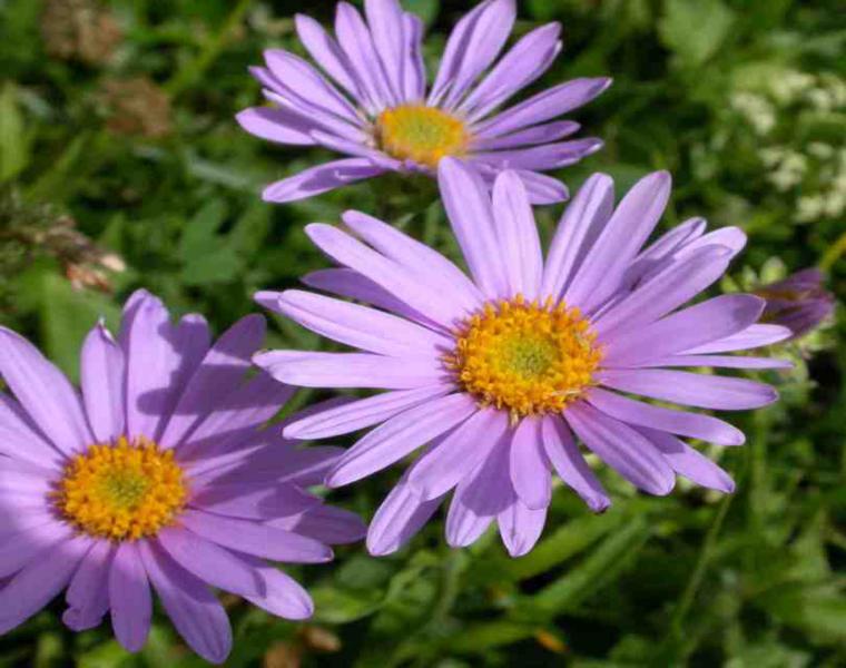 estupenda flor aster lila verano