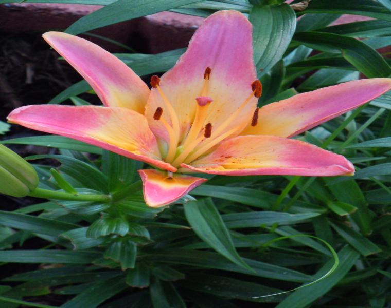 estupenda flor para verano lirio