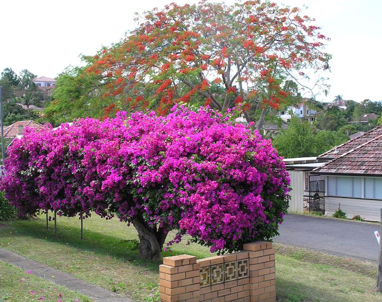 árbol de Buganvilla
