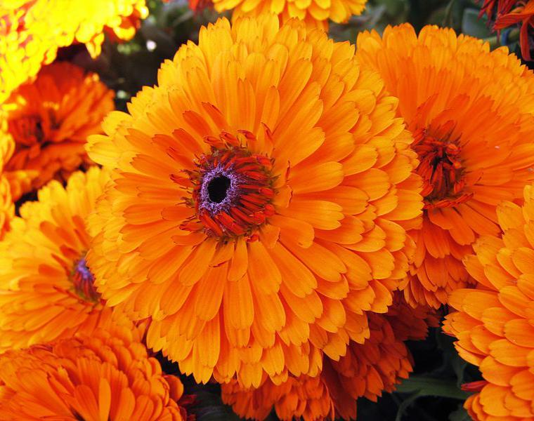 flor marigolds maravilla color naranja