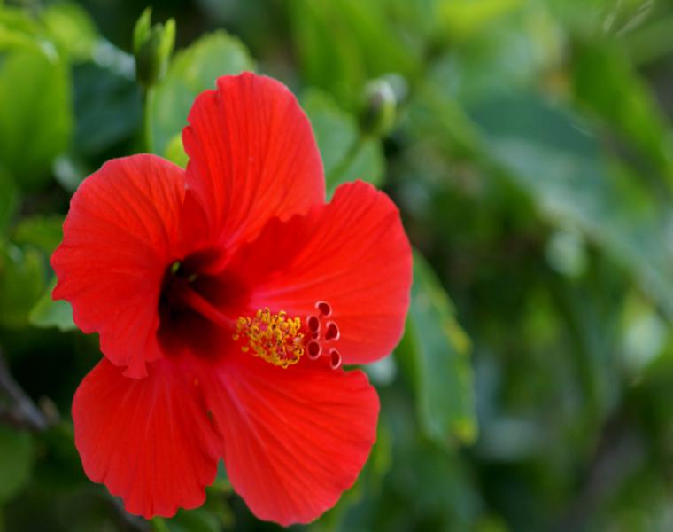 flor Hibisco color rojo