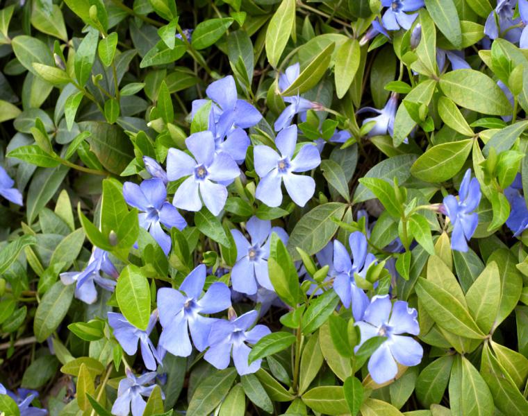 flores periwinkle color violeta arbusto