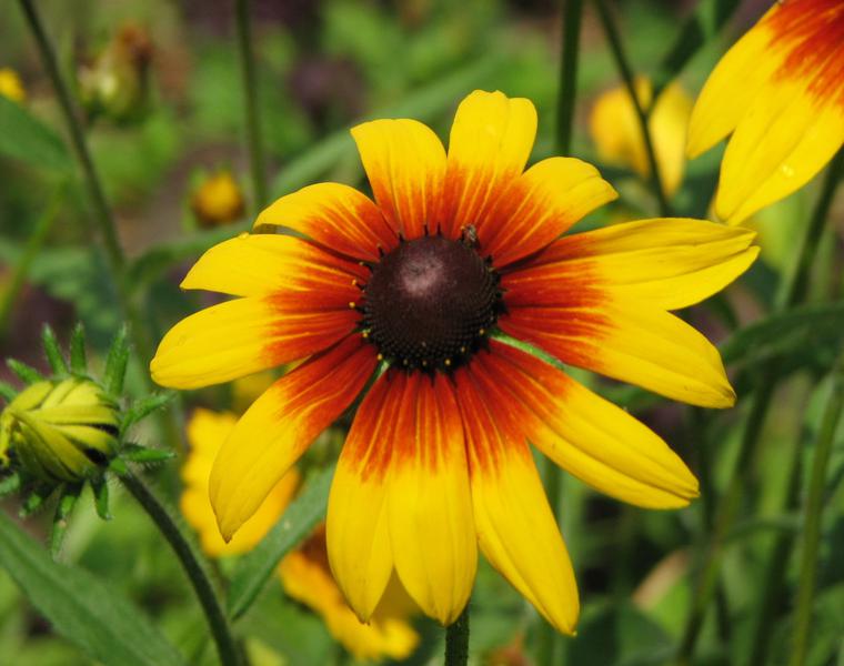 flores de verano la Gloriosa daisy