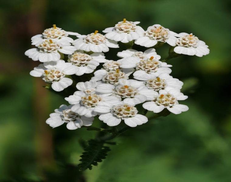 flor Milenrama 