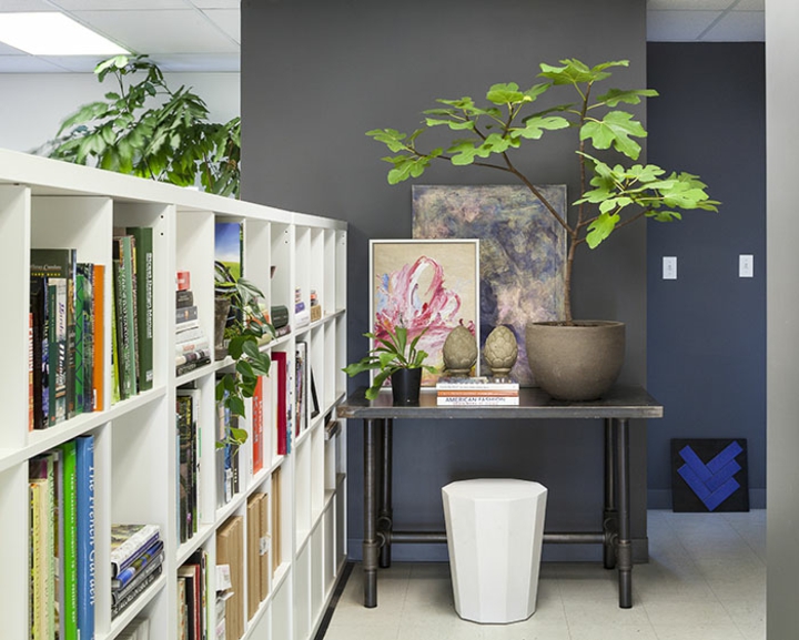 Fotos de plantas y variantes para utilizarlas en la decoración