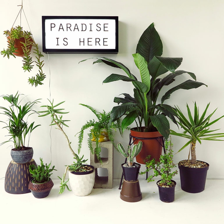 Fotos de plantas y variantes para utilizarlas en la decoraci\u00f3n