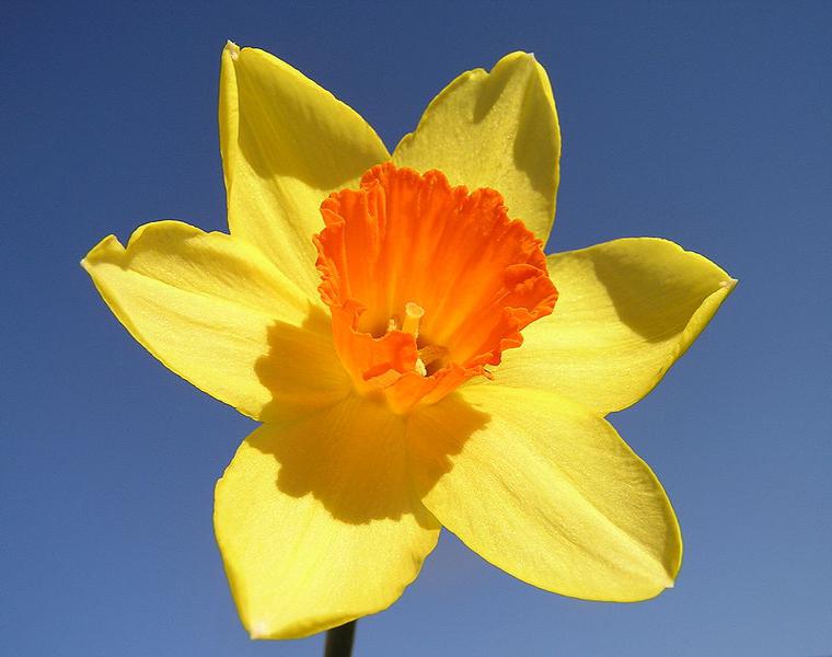 narciso color amarillo naranja