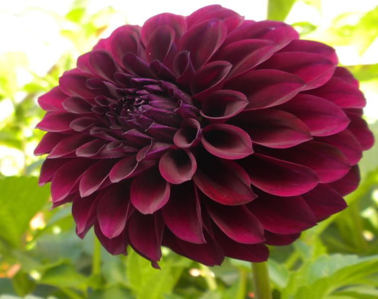 preciosa dalia color rojo vino