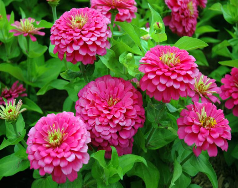 estupendas flores Zinnia color rosa