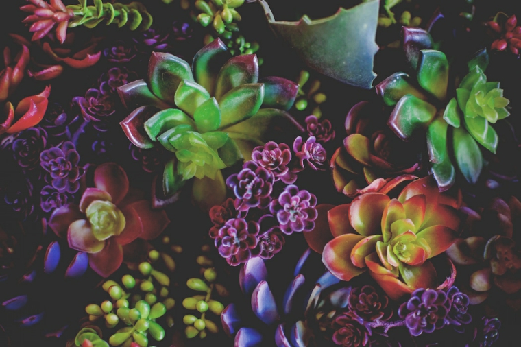 bonita selección de plantas de colores bonitas plantas suculentas selección cerca