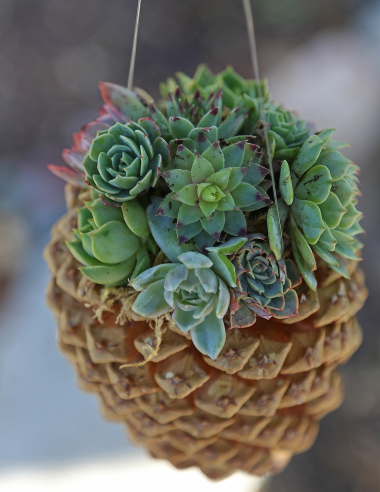 piña de pino colgante con planta original maceta piña pino