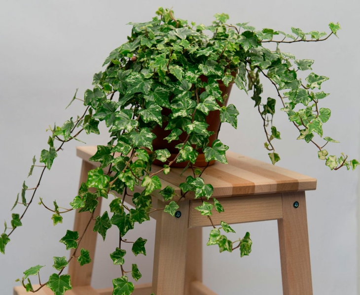 hiedra planta decoracion facil cuidad opciones ideas