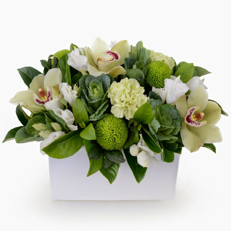 planta de pascua