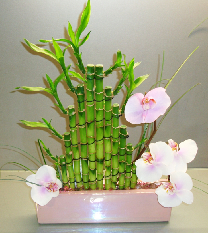 plantas de interio babmbu opciones arreglos ideas