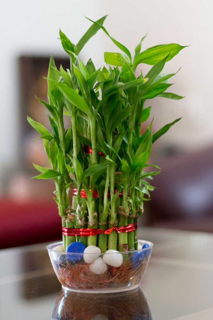 plantas-de-interio-babmbu-opciones-decoracion