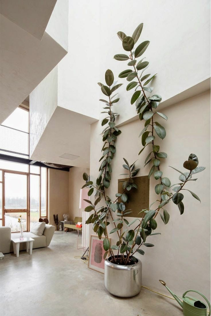 plantas de interior arbol caucho alto llamativo ideas