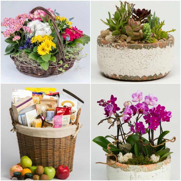 plantas de pascua
