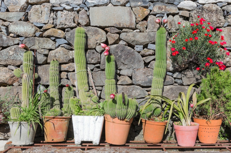 Decoración con cactus para el interior y el exterior de casa