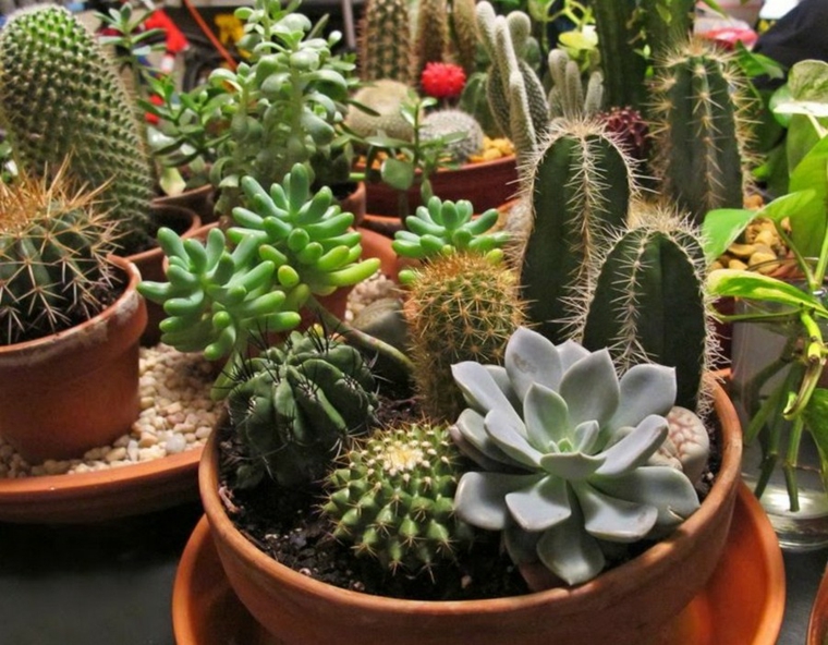 Decoración con cactus para el interior y el exterior de casa