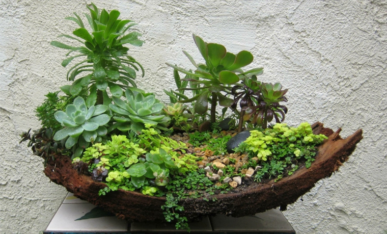 mini jardín en una corteza mini jardín corteza