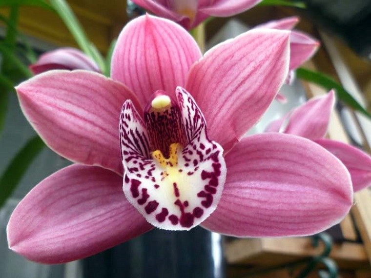 orquídea cymbidiums