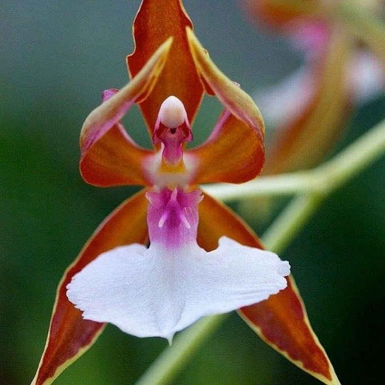 orquídea bailarina