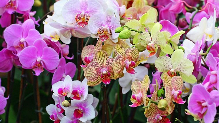 flores de orquídea