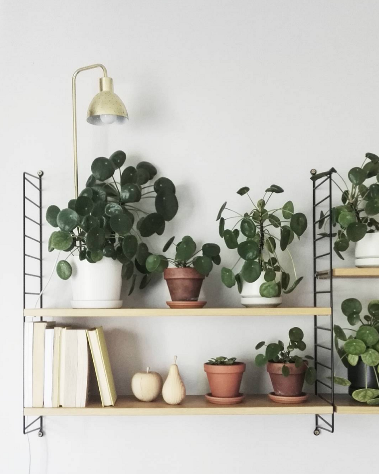  plantas de interior ideas ambientes especiales lamparas