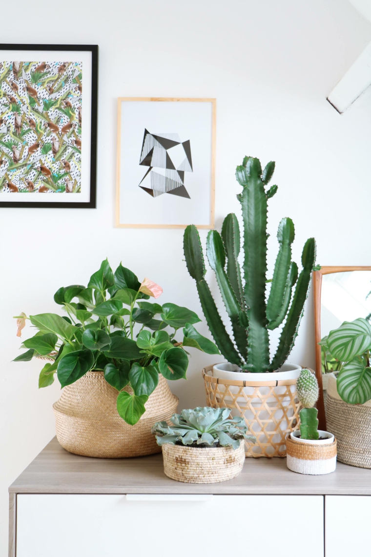 plantas de interior ideas cactus colores cuadros