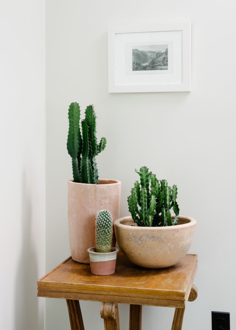 plantas de interior ideas colores cuadros cactus