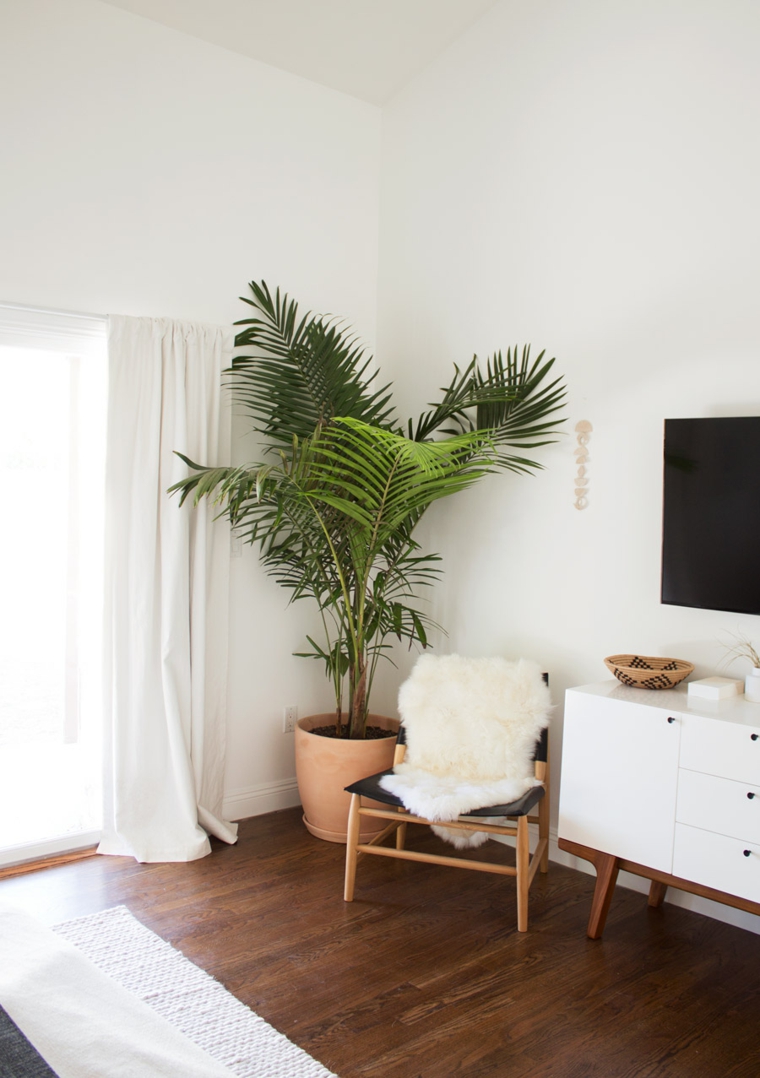 plantas de interior ideas consejos especiales maderas