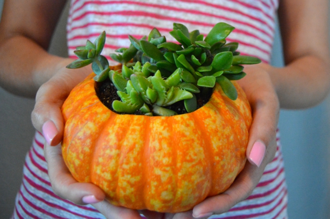 calabaza-plantador-origina-sembrado