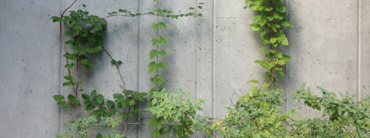 plantas enredaderas