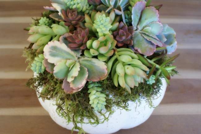 diferentes-plantas-combinacion-calabaza-moderna