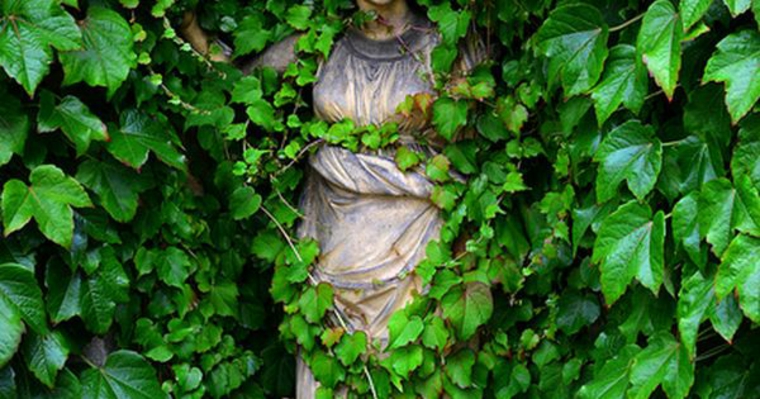 plantas enredaderas