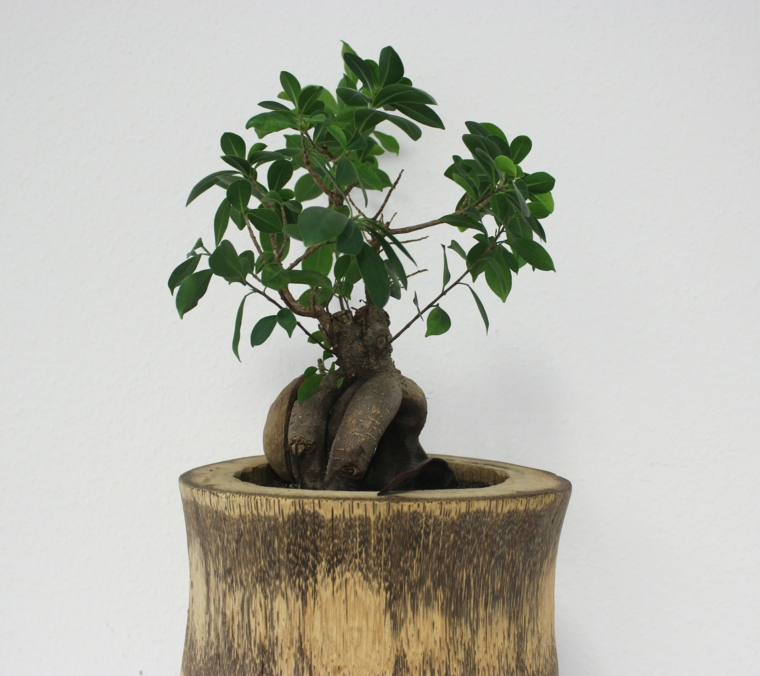 feng shui decoracion interiores