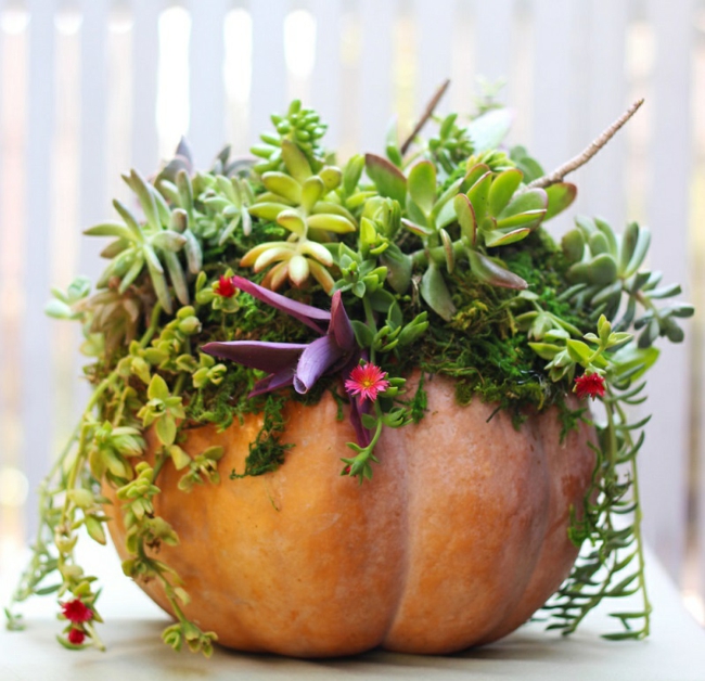 situar-final-original-plantas-cascadas