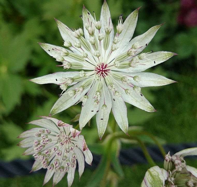 astrantia-major-planta-jardin-cuidados-ideas
