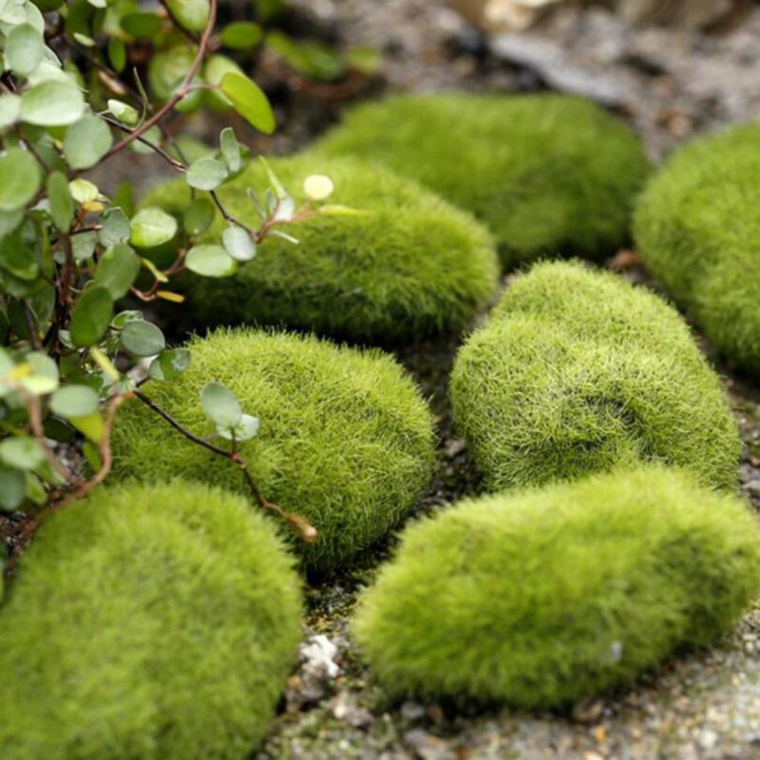 Ideas para decorar un jardin musgo
