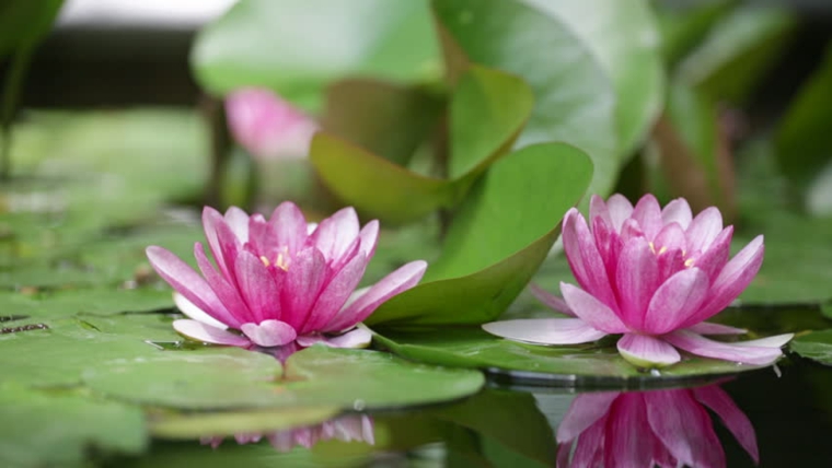 flores de lirios de agua