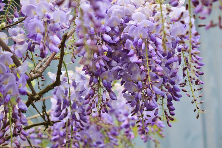 como-cultivar-planta-bella-fragante-flores
