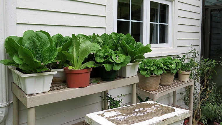 cultivar-lechuga-balcon-opciones
